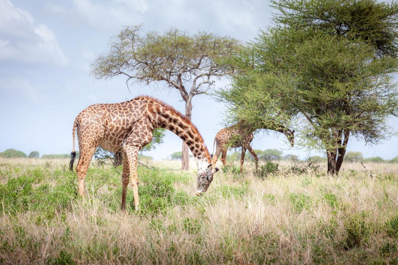 Baobab Tented Camp Kwa Kuchinia Exteriér fotografie