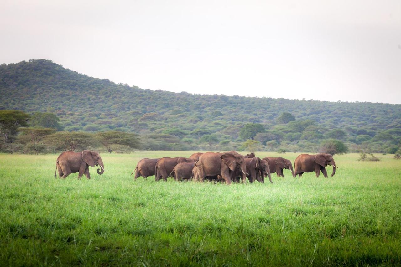 Baobab Tented Camp Kwa Kuchinia Exteriér fotografie